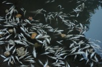 ÖLÜ BALIK - Bartın Irmağında Toplu Balık Ölümleri
