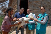 GEMIŞ - Denizli'de Bulunan Yaralı Pelikan Burdur'da Tedavi Altına Alındı