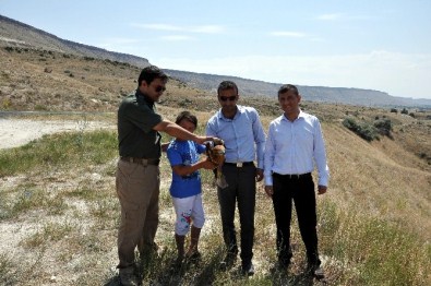 Minik Sporcunun Kurtardığı Şahin Tedavisinin Ardından Doğaya Salındı