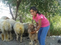 5 Boynuzlu Koç Yavrusu Sürünün Maskotu Oldu