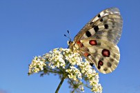 KETENLI - Uludağ'da Gizli Güzellikler Bu Karelerde