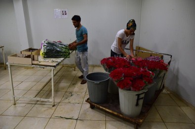 Rusya'nın Hollanda Ambargosu Türk Çiçekçilerine Yarayacak