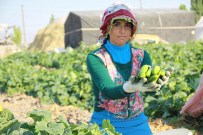 ÇENGELKÖY - Turşuluk Salatalık Hasadı Rötarlı Başladı