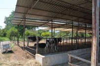 ÇİÇEK HASTALIĞI - Umurlu Mahallesinde Çiçek Karantinası