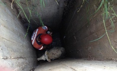 Afyonkarahisar'da Kanalizasyon Çukuruna Düşen Koyun Kurtarıldı