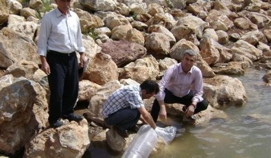Amasya'da 2 Gölete 20 Bin Yavru Balık Bırakıldı