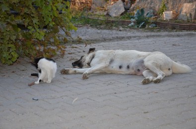 Anneleri Ölen Kedilere 'Pamuk' Bakıyor
