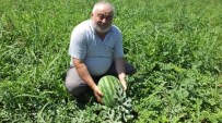 Burhaniye'de Yerli Karpuz Çıktı