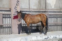 KAÇAK KESİM - Halk Sağlığını Hiçe Sayanlar Yakalandı