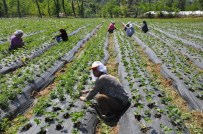 KİMYASAL GÜBRE - Ordu'da Organik Tarım Tuttu