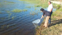 Ulaş'taki Göllere 25 Bin Yavru Sazan Bırakıldı