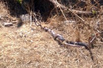 ORTAKENT - Yılanların Çiftleşme Dansı Böyle Görüntülendi