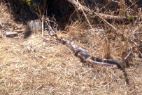 ORTAKENT - Yılanların Çiftleşme Dansı Büyüledi