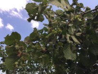 FINDIK HASADI - Ordu'da Fındık Toplama Tarihleri Açıklandı