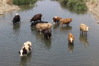 Sıcaktan Sunalan İnekler Derede Serinliyor