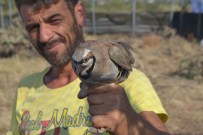 Yalova'da Doğaya 500 Kınalı Keklik Bırakıldı Haberi