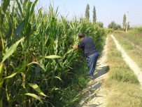 Dalaman'da Yem Bitkileri Destekleme Müracaatları Devam Ediyor