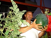 OSMAN AKÇA - Karpuzu Dalda Yetiştirmeyi Başardı