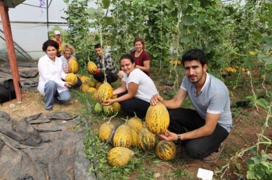 Susuz Yetişen Kavunda Sona Gelindi