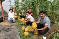 F1 - Susuz Yetişen Kavunda Sona Gelindi