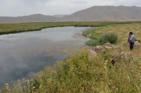 BİYOLOJİK ÇEŞİTLİLİK - Yüksekova'daki 'Nehil Sazlığı' Kurtarılacak