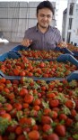 Çilek Üreticisi Sezonu Mutlu Bitirdi