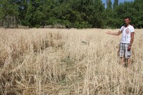 ULUKÖY - Erzincan'da Domuzlar Buğday Tarlalara Zarar Verdi