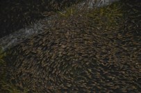 NARLıCA - İznik Gölü'ne 100 Bin Sazan Bırakıldı