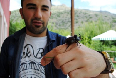 100 Bin Dolarlık Gergedan Böceğini Bahçeye Attılar