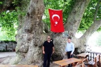 ÇINAR AĞACI - Bu Ağaç Osmanlı İmparatorluğu'ndan Daha Yaşlı