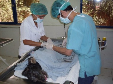 Büyükşehir'den Yaralı Hayvanlara Ambulanslı Müdahale