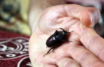 HASAN KÖSEOĞLU - Erzurum'da 'Gergedan Böceği' Bulundu