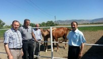 YARIŞ ATI - İl Müdürü Çolakoğlu'ndan Çiftlik Ziyareti