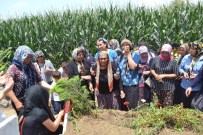 KARATEKIN ÜNIVERSITESI - Kaza Kurbanı Kabin Amiri Toprağa Verildi