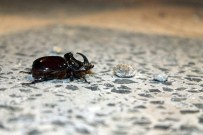HAMAM BÖCEĞİ - Nadir Bulunan Gergedan Böceği Başkent'te De Bulundu
