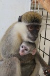 KıSKANÇLıK - Yavru Maymun Hayvanat Bahçesinin Maskotu Oldu