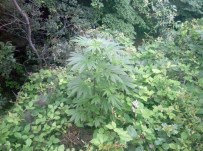 KONURALP - Jandarmadan Zehir Tacirlerine Darbe