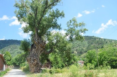 750 Yıllık Kavak Ağacı