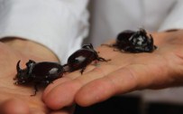 HAMAM BÖCEĞİ - Gergedan Böceği Karabük'te De Görüldü