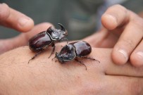 KEPÇE OPERATÖRÜ - Şantiye Çalışanları 2 Gergedan Böceği Buldu