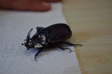 Burdur'da Gergedan Böceği Buldu