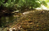 YABAN DOMUZU - 10 Bin Sığla Fidanı Toprakla Buluşturuldu