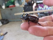 KAZDAĞI - Gergedan Böceği Bu Kez Çanakkale'de