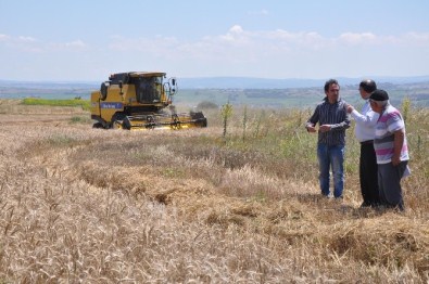 Hububat Hasadı Başladı