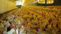 NECMETTIN ÇALıŞKAN - İhracat Yasağı Kalktı, Tavuk Üreticisinin Yüzü Güldü