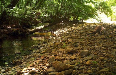 Muğla'da Sığla Ormanlarındaki Yaban Hayatı Araştırılıyor
