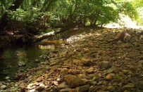 YABAN DOMUZU - Muğla'da Sığla Ormanlarındaki Yaban Hayatı Araştırılıyor