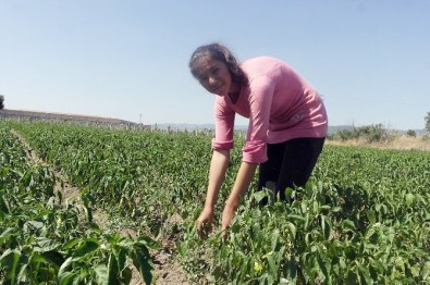 Okul Harçlığını Çıkartmak İçin Tarlada Çalışıyor