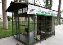 HAYVAN SEVERLER - Bolu Belediyesi, Sokak Kedilerine Ve Kuşlara Yuva Yaptı