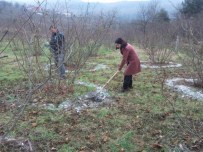 BORLU - Fındıkta Bor Gerçeği